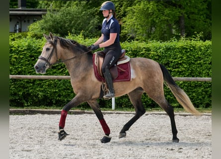 PRE Mix, Mare, 4 years, 15,2 hh, Gray-Red-Tan