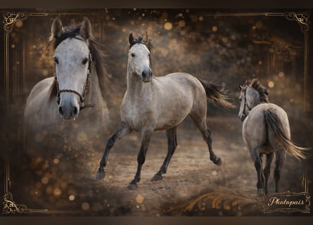 PRE, Mare, 4 years, 15,2 hh, Grey-Dapple