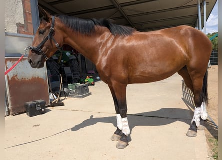 PRE, Mare, 4 years, 15,3 hh, Brown