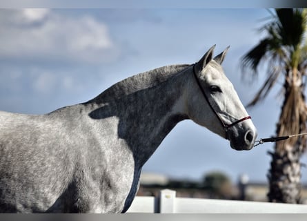 PRE Mix, Mare, 4 years, 15,3 hh, Grey-Dapple