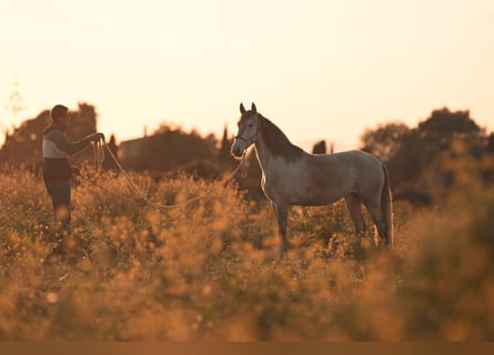 PRE, Mare, 4 years, 15,3 hh, Grey