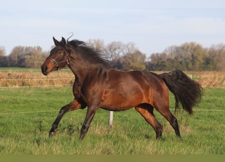 PRE, Mare, 4 years, 16.1 hh, Bay-Dark