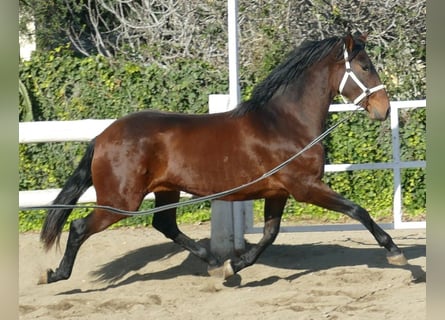 PRE, Mare, 4 years, 16.1 hh, Bay-Dark
