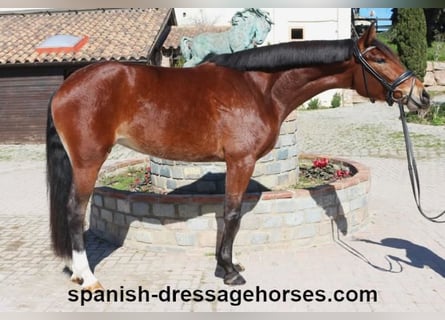 PRE Mix, Mare, 4 years, 16,1 hh, Brown