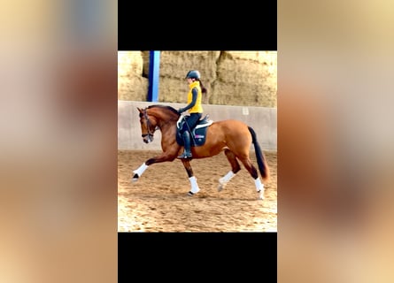 PRE, Mare, 4 years, 16.1 hh, Brown
