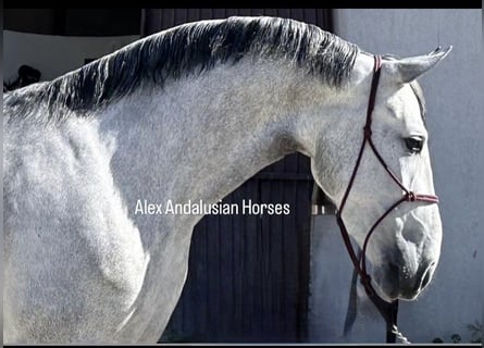 PRE Mix, Mare, 4 years, 16.1 hh, Gray