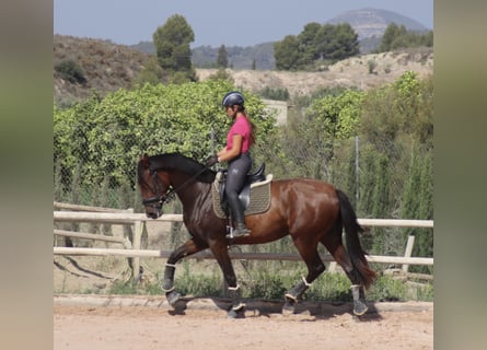 PRE, Mare, 4 years, 16,2 hh, Brown