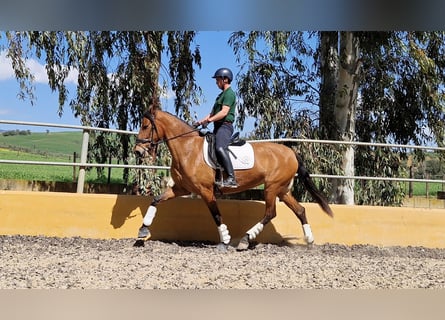 PRE Mix, Mare, 4 years, 16.2 hh, Brown-Light