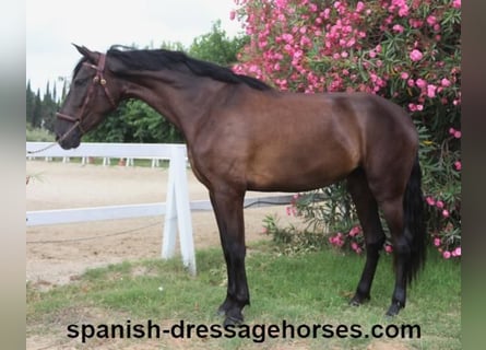 PRE Mix, Mare, 4 years, 16 hh, Black