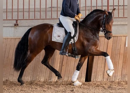 PRE Mix, Mare, 4 years, 16 hh, Brown