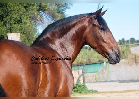 PRE, Mare, 4 years, 16 hh, Brown