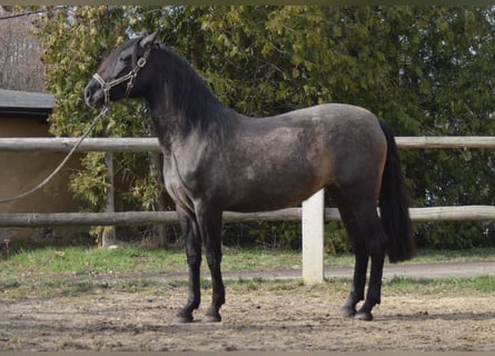 PRE Mix, Mare, 4 years, 16 hh