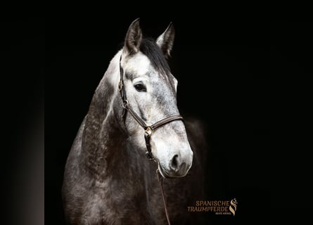 PRE Mix, Mare, 4 years, 16 hh, Gray