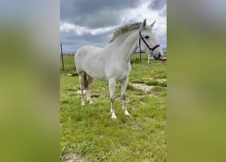 PRE Mix, Mare, 4 years, 16 hh, Grey