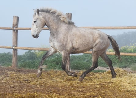 PRE, Mare, 4 years, 16,1 hh, Grey