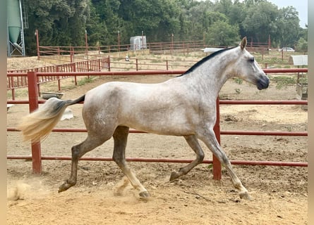 PRE, Mare, 4 years, 16,1 hh, Grey