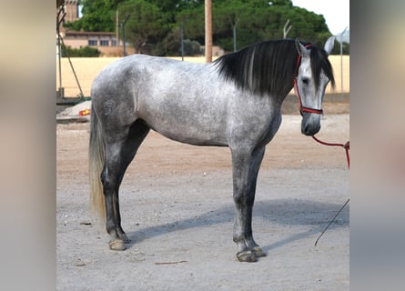 PRE Mix, Mare, 4 years, 16,2 hh, Grey