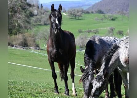 PRE, Mare, 4 years, Black