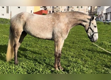 PRE Mix, Mare, 4 years, Gray