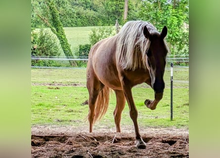 PRE Mix, Mare, 5 years, 14.2 hh, Palomino