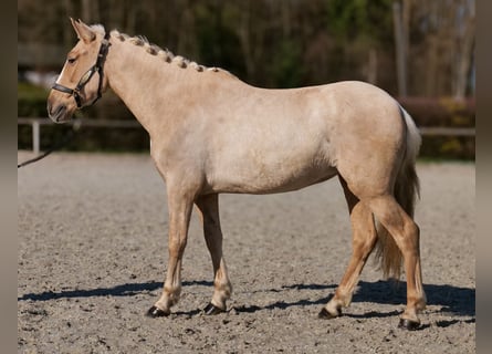 PRE Mix, Mare, 5 years, 14,2 hh, Palomino