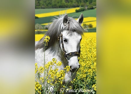PRE, Mare, 5 years, 14,3 hh, Gray