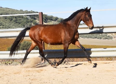 PRE, Mare, 5 years, 15.1 hh, Brown