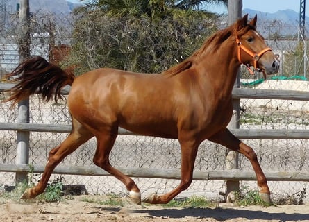 PRE Mix, Mare, 5 years, 15.1 hh, Chestnut-Red