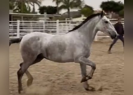 PRE Mix, Mare, 5 years, 15.1 hh