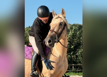 PRE, Stute, 5 Jahre, 15,1 hh, Palomino