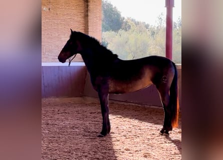 PRE, Mare, 5 years, 15.2 hh, Brown