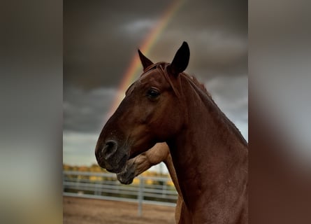 PRE, Mare, 5 years, 15,2 hh, Chestnut-Red