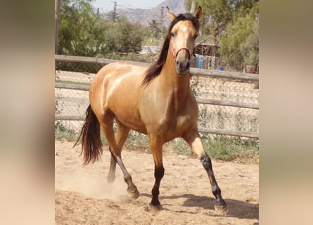 PRE Mix, Mare, 5 years, 15.2 hh, Dun