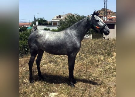 PRE Mix, Mare, 5 years, 15.2 hh, Gray