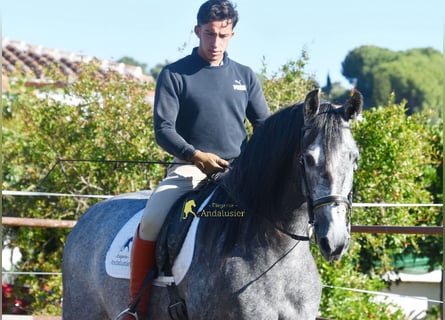 PRE, Mare, 5 years, 15.2 hh, Grey