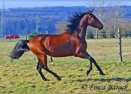 PRE, Mare, 5 years, 15,3 hh, Brown