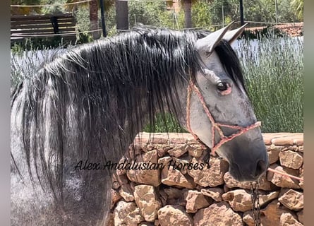 PRE Mix, Mare, 5 years, 15,3 hh, Gray