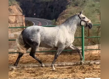 PRE Mix, Mare, 5 years, 15.3 hh, Gray