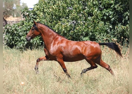 PRE Mix, Mare, 5 years, 15 hh, Brown