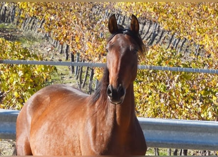 PRE, Mare, 5 years, 15,1 hh, Brown