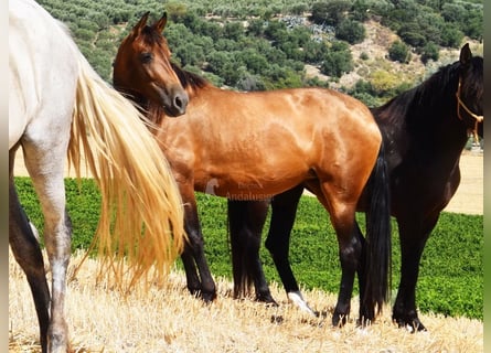PRE, Mare, 5 years, 15,1 hh, Dun
