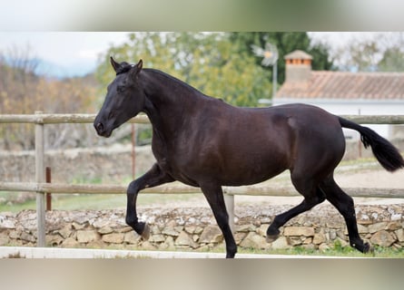 PRE Mix, Mare, 5 years, 15,2 hh, Black
