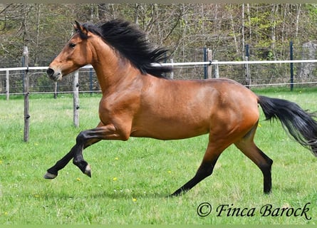 PRE, Mare, 5 years, 15,2 hh, Brown