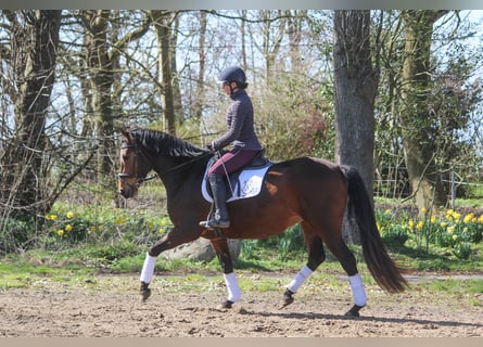 PRE Mix, Mare, 5 years, 15,2 hh, Brown