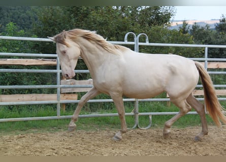 PRE Mix, Mare, 5 years, 15,2 hh, Pearl