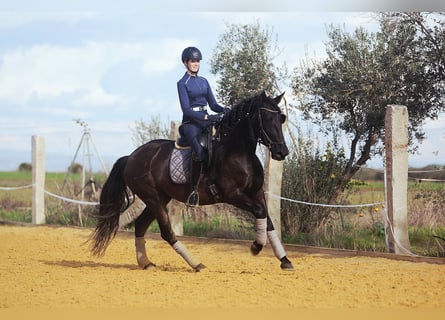 PRE, Mare, 5 years, 15,3 hh, Black