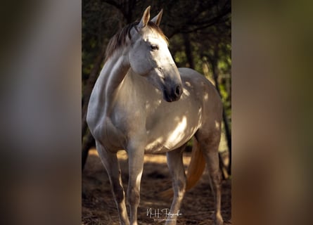 PRE Mix, Mare, 5 years, 15,3 hh, Grey