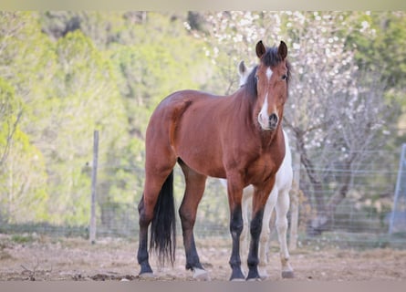 PRE, Mare, 5 years, 16,1 hh, Bay-Dark