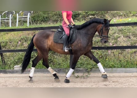 PRE Mix, Mare, 5 years, 16.1 hh, Bay