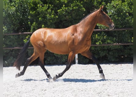 PRE Mix, Mare, 5 years, 16,1 hh, Bay